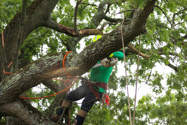 Best Tree Health Inspection  in Castle Hills, TX