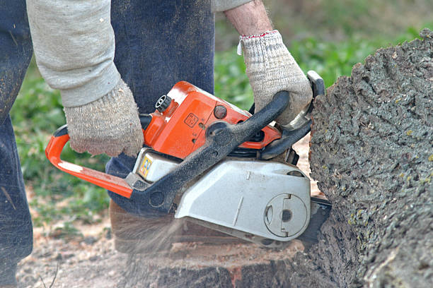 Best Palm Tree Trimming  in Castle Hills, TX