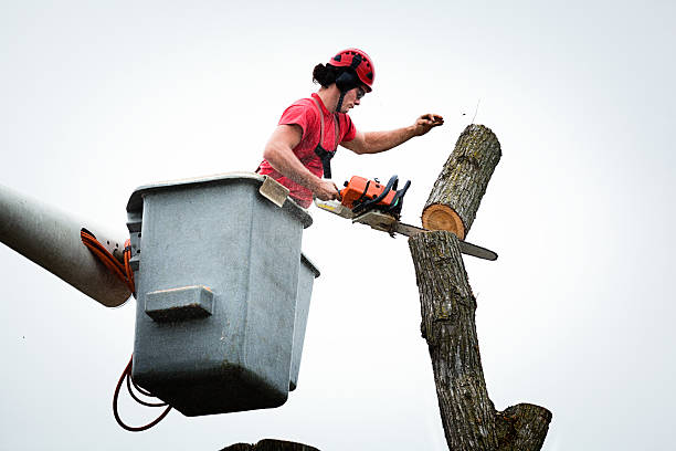  Castle Hills, TX Tree Care Pros