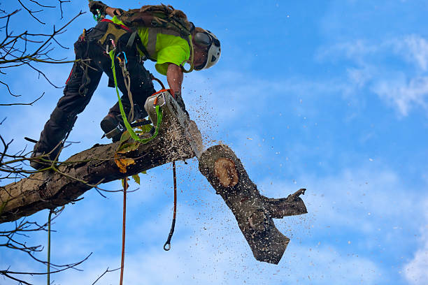 Best Aeration Services  in Castle Hills, TX