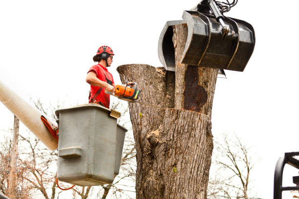 Trusted Castle Hills, TX Tree Care Experts