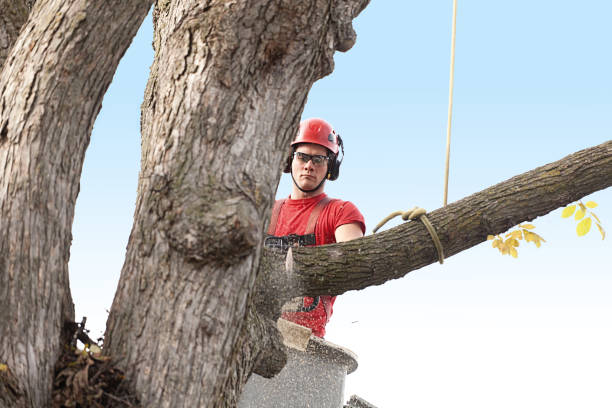 Best Fruit Tree Pruning  in Castle Hills, TX