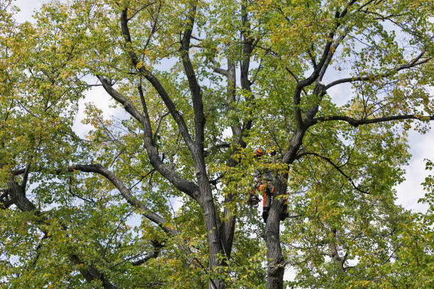 Tree and Shrub Care in Castle Hills, TX